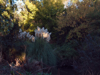 krajobraz widok drzewa rośliny natura © Piotr