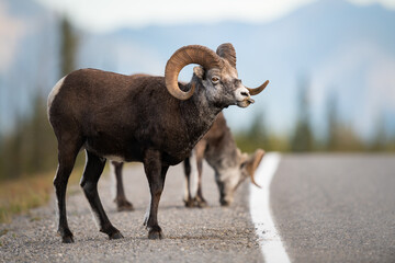 Stone sheep in the wild