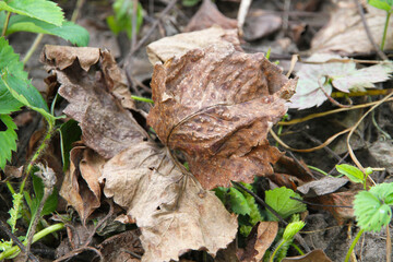 Strawberry leaves with red spots. Primary signs of fungal disease.
Diseases of the leaves of strawberries. Plant growing