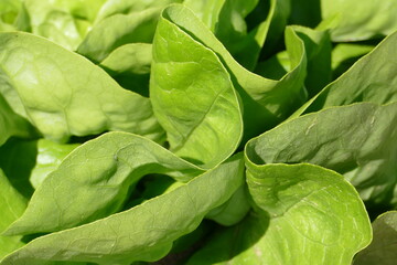 Blätter eines grünen Salat / Kopfsalat