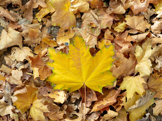 Obraz premium Flat lay. A bright yellow maple leaf rests on top of dry fallen leaves. Natural background. Autumn leaf fall. Copy space.