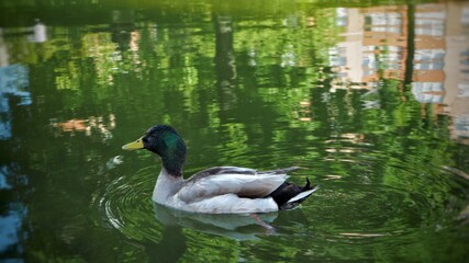 The male duck on the lake