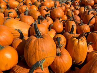 Large Piles Scattering of Orange Pumpkins and Gourds at a Pumpkin Patch