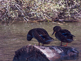ptak kaczka krzyżówka pióra woda dziób © Piotr