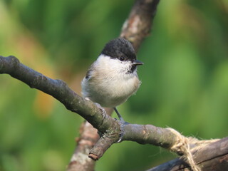Marsh tit (Poecile palustris) perching on a beautiful tree branc. Beautiful marsh tit perching with crest lifted up.