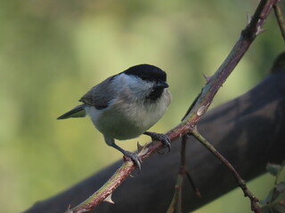 Fototapeta premium Marsh tit (Poecile palustris) perching on a beautiful tree branc. Beautiful marsh tit perching with crest lifted up.
