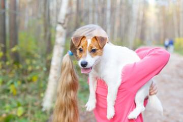 A girl holds on her shoulder a young white dog Jack Russell. Walk with the dog in the autumn forest. Healthy lifestyle.