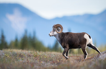 Fototapeta premium Stone sheep in the wild