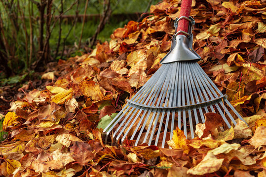 Cleaning fallen autumn leaves with a rake.
