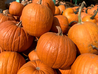 Large Piles Scattering of Orange Pumpkins and Gourds at a Pumpkin Patch for Halloween or Thanksgiving. Large pumpkin harvest. Fairs, festivals, selling beautiful large pumpkins.
