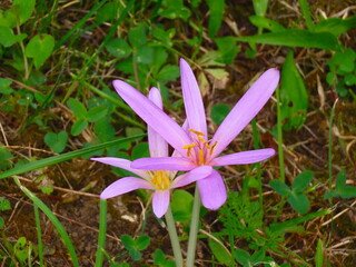 Beautiful purple flower from above