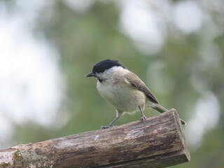 Marsh tit (Poecile palustris) perching on a beautiful tree branc. Beautiful marsh tit perching with crest lifted up.