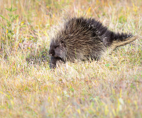 Porcupine