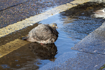 Wet and bedraggled pigeon sitting in a puddle on a double yellow line
