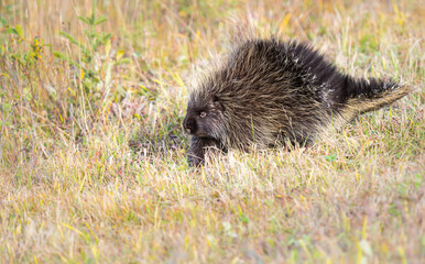 Porcupine