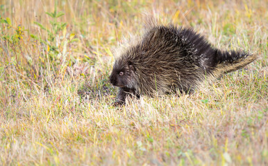 Porcupine
