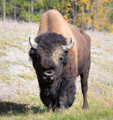 Bison in the wild
