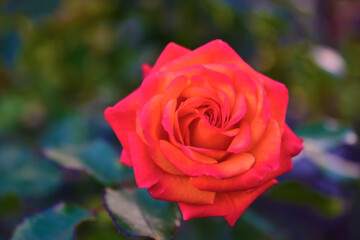 Red roses on a green Bush with bokeh