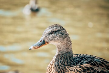 just a Single brown duck 
