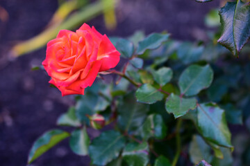 Red roses on a green Bush with bokeh