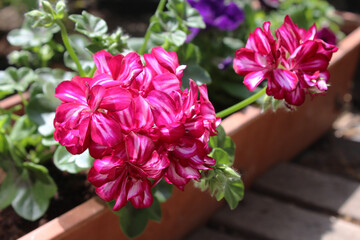 Bright pink and white striped trailing Pelargonium flowers, growing outdoors in a container with copyspace to right.