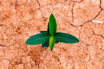 green plant growing on dry land 