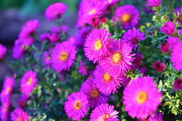 Obraz premium Red September flowers or perennial Aster is native to North America, where it grows wild even now.