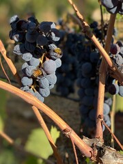 bunch of grapes with bees and hornets