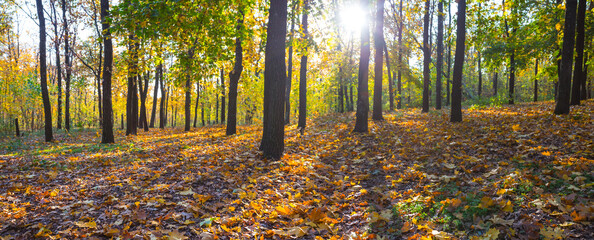 forest glade covered by a dry leaves in a light of sun, outdoor autumn background © Yuriy Kulik