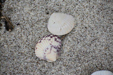 shell sand beach