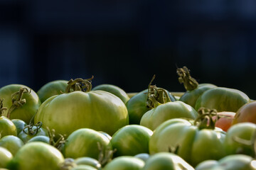 green and red tomatoes