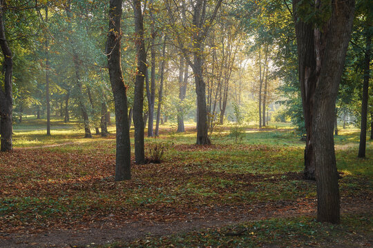 Beautiful landscape of sun shining over a green forest. Forest in the dawn rays.