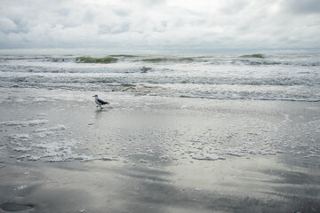 One Seagull Playing in the Ocean With a Dramatic Stormy Sky Behind It