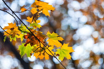 closeup maple tree branch with red leaf, autumn natural background