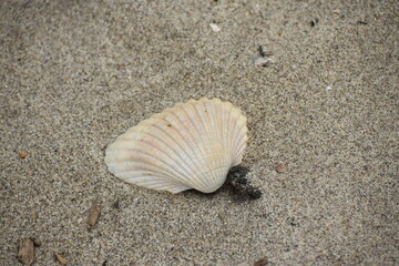 Fototapeta na wymiar shell sand beach