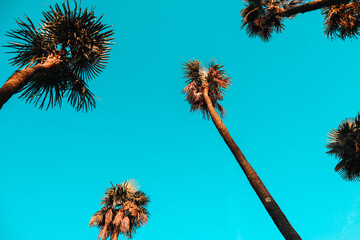 Palm trees on the beach in Batumi