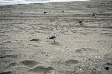 A Small Fluffy Seagull on the Beach