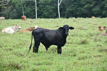 cow on field