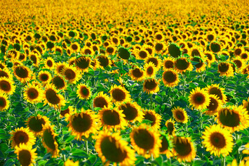 sunflower - bright field with yellow flowers, beautiful summer landscape