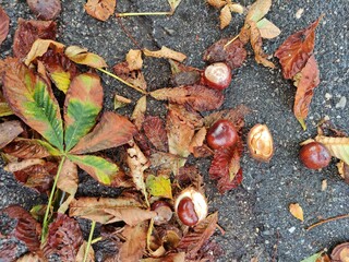 Kastanien und ihre Blätter auf Asphalt