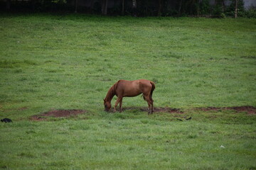 horse on field