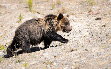 Fototapeta premium Grizzly bear