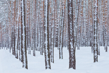 quiet winter pine tree forest covered by a snow, winter natural background