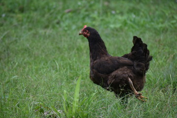 Chicken on the road