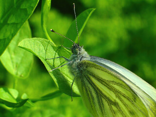 Macro of a white butterfly on a leaf in the wild.Close-up of a white-yellow butterfly on a green background of leaves.