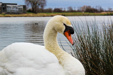 cygne blanc devant de l'eau un lac