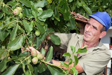 Old farmer with walnut tree