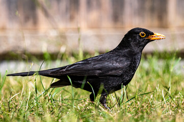 Male blackbird, turdus merula, collecting suet pellets