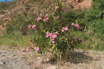 Shrub with pink flowers on a river bed