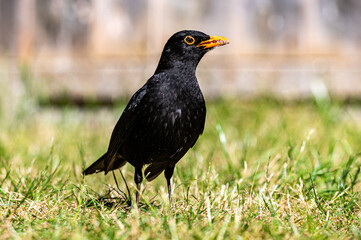 Male blackbird, turdus merula, collecting suet pellets